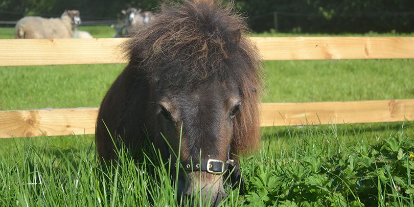 Little Alf Little Alf