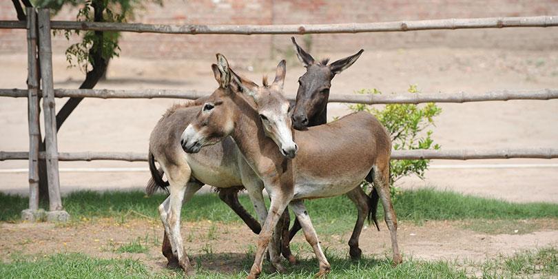 Three donkeys playing Three donkeys playing