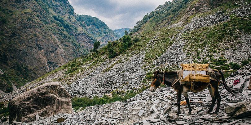 The terrain is slippery and rocky, making equines prone to lameness The terrain is slippery and rocky, making equines prone to lameness