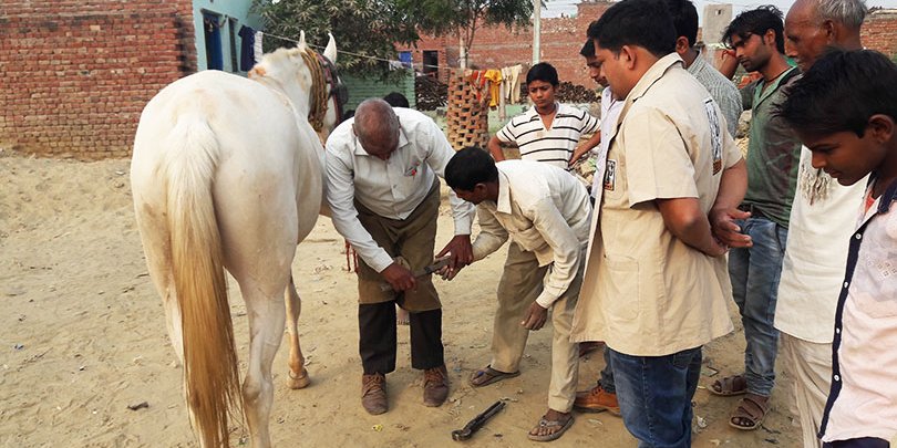 Mentoring farriers in Agra
