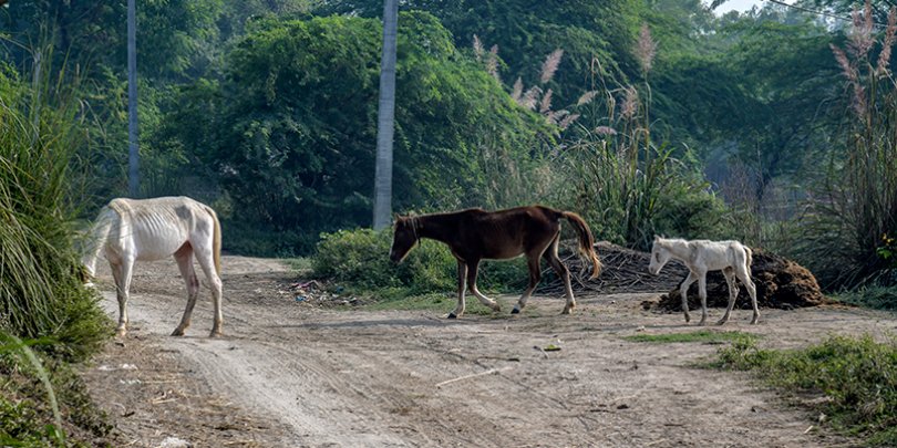 Horses grazing in a rural area of India