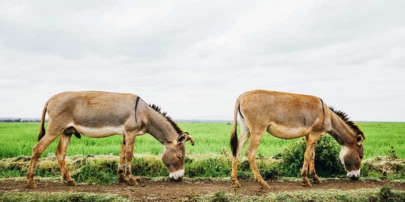 Two donkeys grazing in Kenya