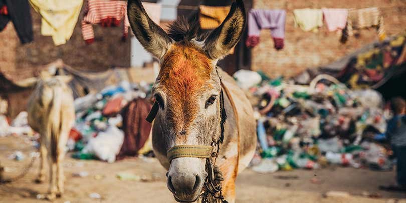 The family's donkey, Ladu