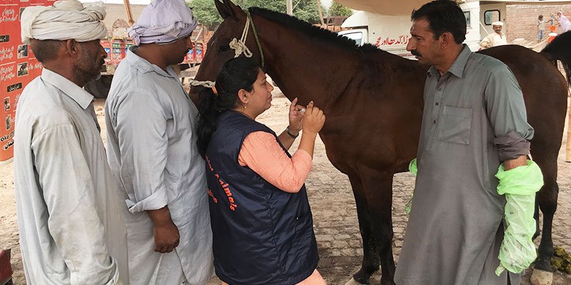 Brooke Pakistan vet Dr Sabra Nazir mentoring a local animal healthcare provider
