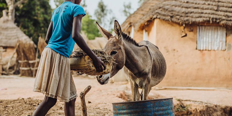 Donkey given food by girl Girl feeding a donkey in Senegal