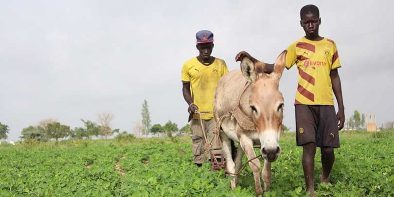 Equine animals are the key to agriculture in Senegal