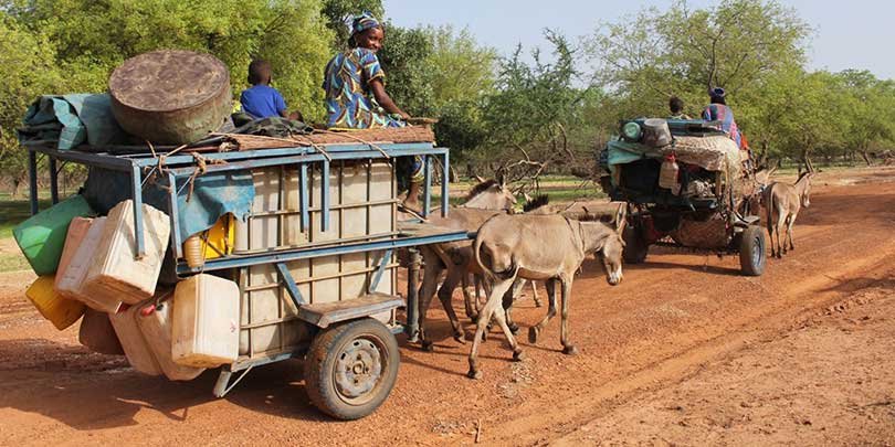 Transporting goods in Senegal Transporting goods using donkeys in Senegal