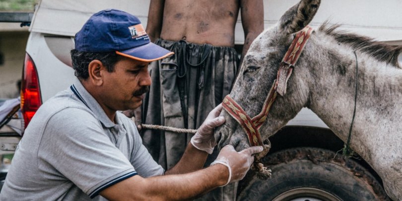 Donkey receiving treatment Donkey receiving treatment
