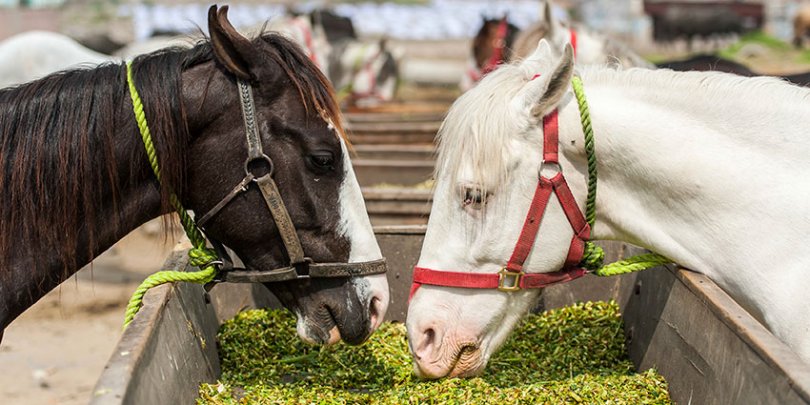 Two horses eating Two horses eating in Pakistan