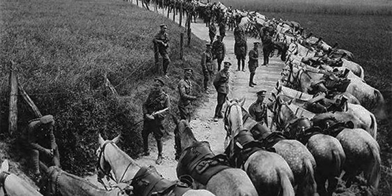 How extensive was the use of animals in WW1? » ARMISTICE NOW How extensive was the use of animals in WW1? » ARMISTICE NOW