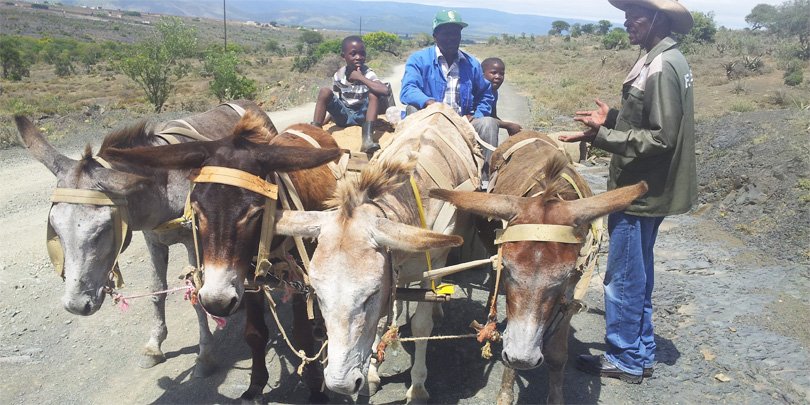 FACE engaging with donkey owner FACE respresentative speaking with a local donkey owner in Glenmore, South Africa