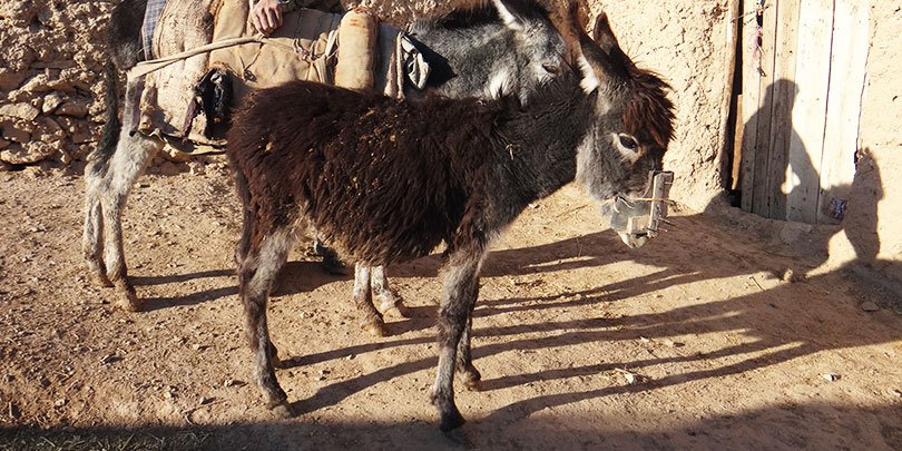 Donkey foal wearing anti-feeding device
