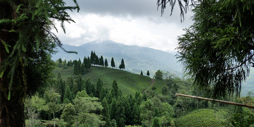 Tea fields Tea fields
