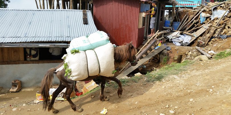 Horse struggles up slope to tea factory Horse struggles up slope to tea factory