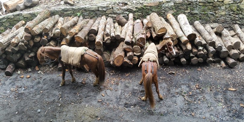 Horses resting at factory Horses resting after sacks of tea are unloaded at factory
