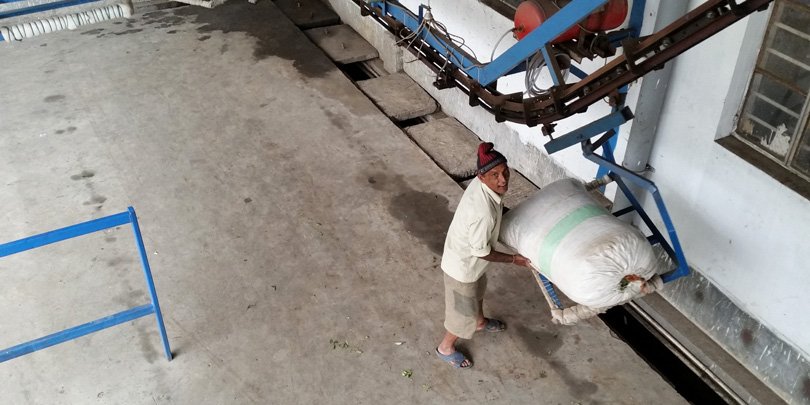 Conveyor transports tea into factory Tea loaded onto ‘ski-lift’ conveyor, carrying it into factory