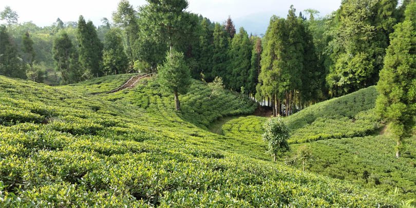 Tea fields Tea fields