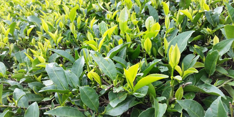 Tea plant Bud and two leaves at the tip of the tea plant