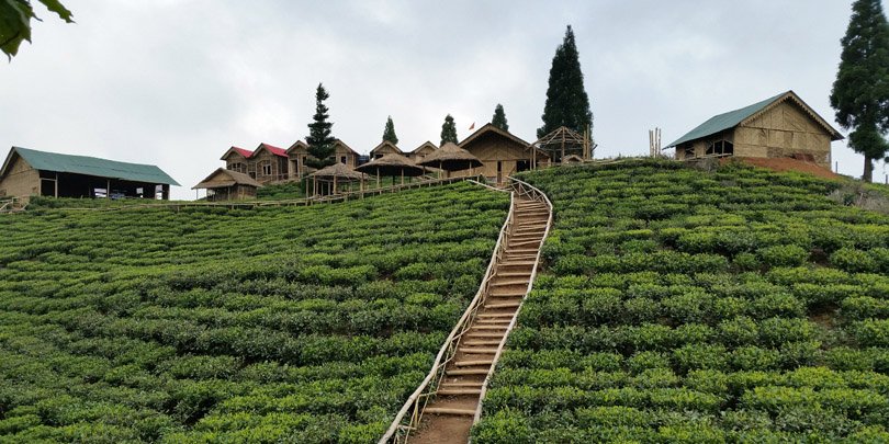 Tea estate Samal Valley tea estate in Ilam, Nepal