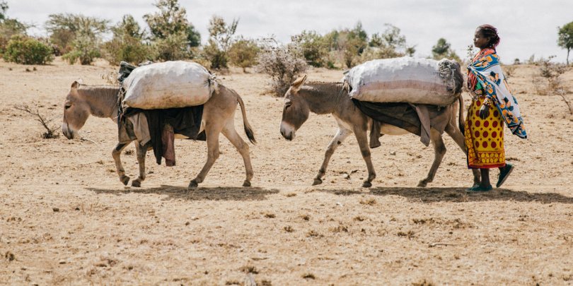 Donkeys carrying produce during Kenyan drought Donkeys carrying produce during Kenyan drought