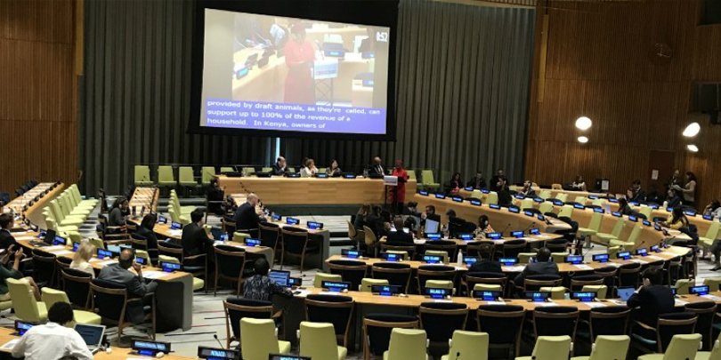 Brooke addressing the UN High Level Political Forum Plenary on the importance of working equids Brooke addressing the UN High Level Political Forum Plenary on the importance of working equids