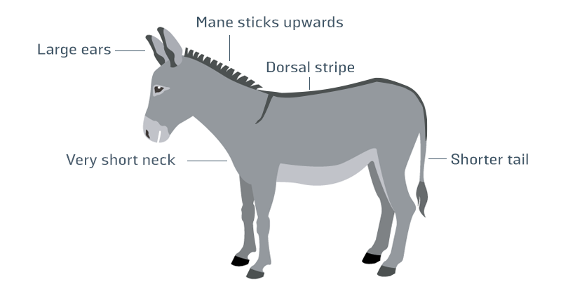 Donkey infographic Donkey infographic