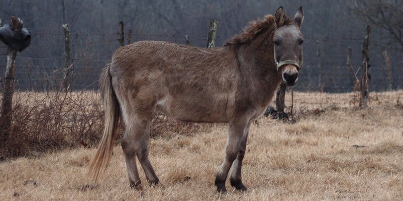 Image credit: CC / Wikipedia A hinny