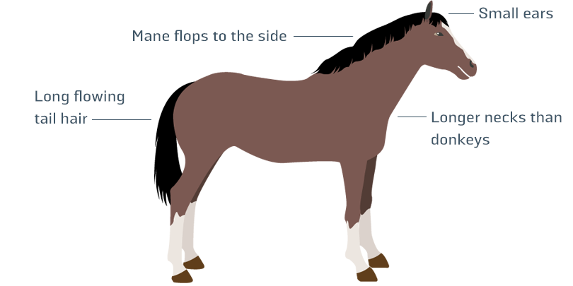Horse infographic Horse infographic