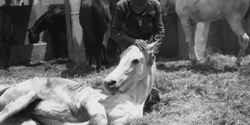 Horse lying down in the corral at Cairo hospital with owner or staff member stroking its head Horse lying down in the corral at Cairo hospital with owner or staff member stroking its head
