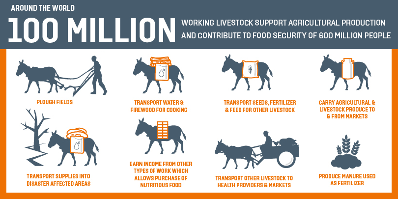 The contribution of animals to food security The contribution of animals to food security