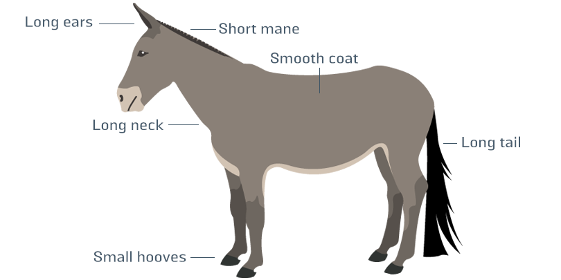 Mule infographic Mule infographic