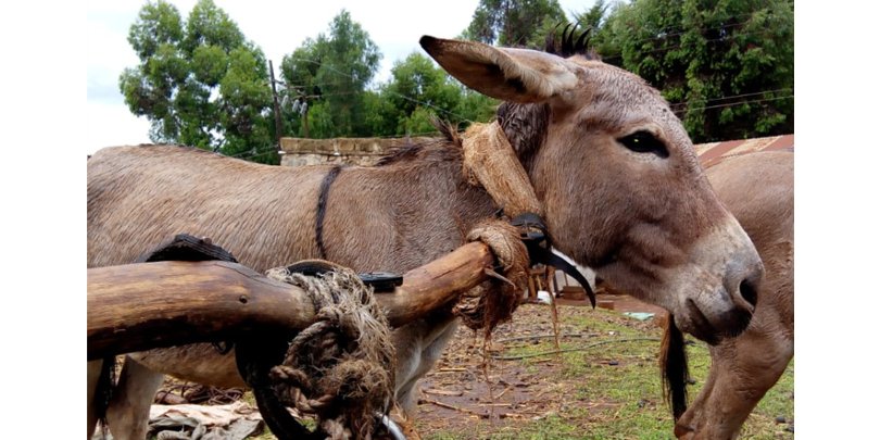 Uncomfortable and inefficient neck-yoke harness on a Kenyan cart donkey. Uncomfortable and inefficient neck-yoke harness on a Kenyan cart donkey.
