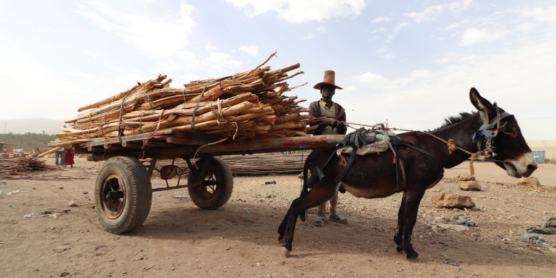 A donkey struggles to balance an overloaded cart in painful, unsuitable harness in rural Ethiopia. A donkey struggles to balance an overloaded cart in painful, unsuitable harness in rural Ethiopia.