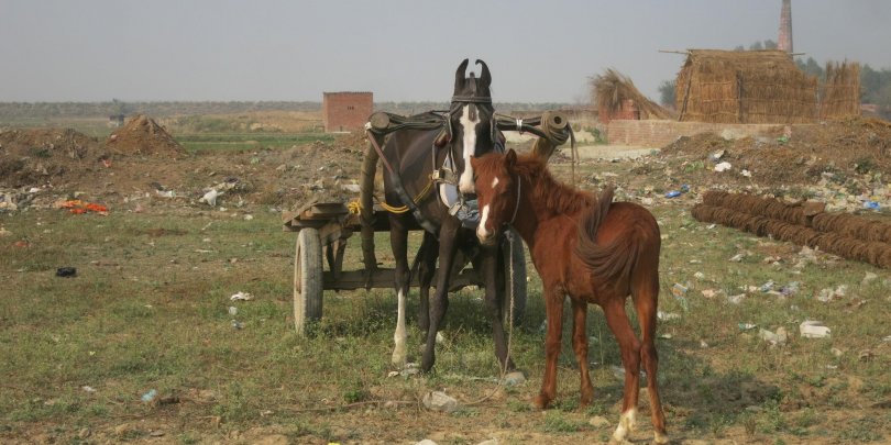 Locally-constructed cart and harness on a horse at an Indian brick kiln. Locally-constructed cart and harness on a horse at an Indian brick kiln.