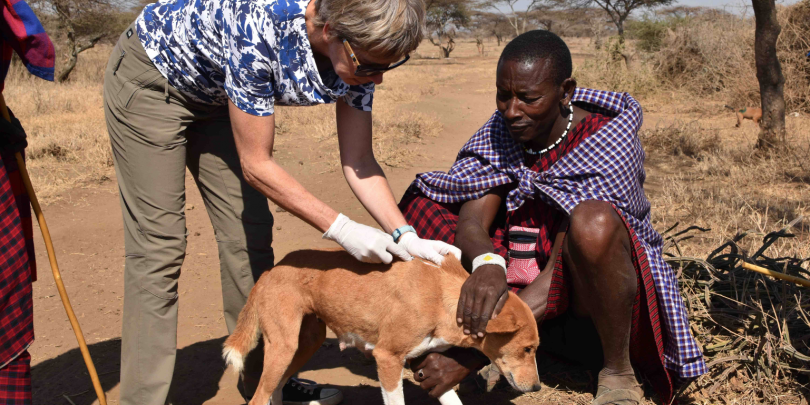 Dr Sarah Cleaveland administering a rabies vaccine Dr Sarah Cleaveland administering a rabies vaccine