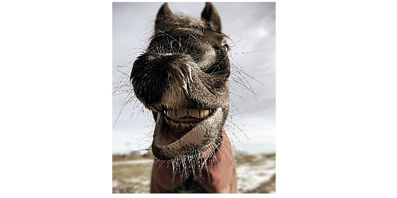 "Amigo!" by Lucy Steele "Amigo!" by Lucy Steele