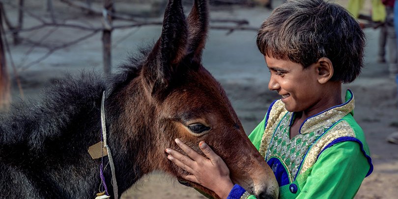 A boy and his donkey A boy and his donkey