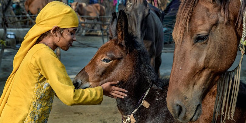 A girl with her donkey A girl with her donkey