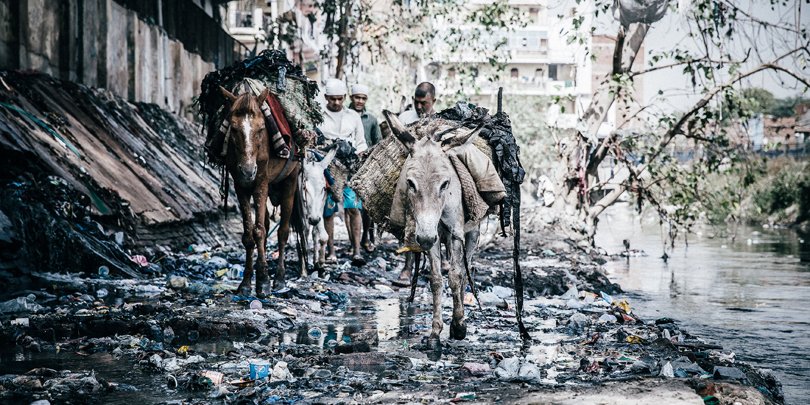 Horses and donkeys collecting rubbish in a New Delhi slum, India