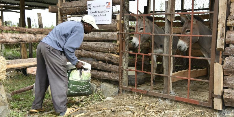 Donkey shelter Member of Ndiguini SHG donkey zero-grazing unit