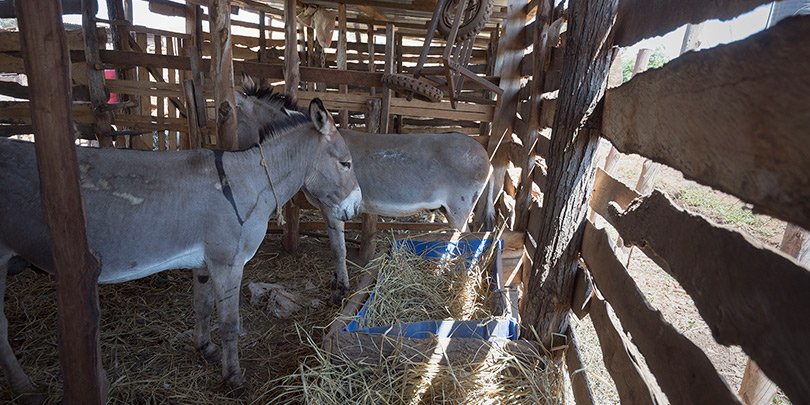 Donkeys in a stable Donkeys in a stable
