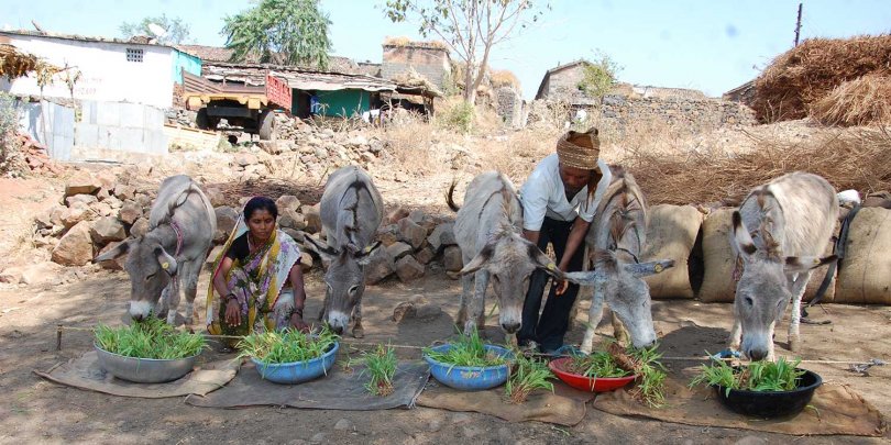 Donkeys enjoying maize and shoots grown through the Hydroponics project Donkeys enjoying maize and shoots grown through the Hydroponics project