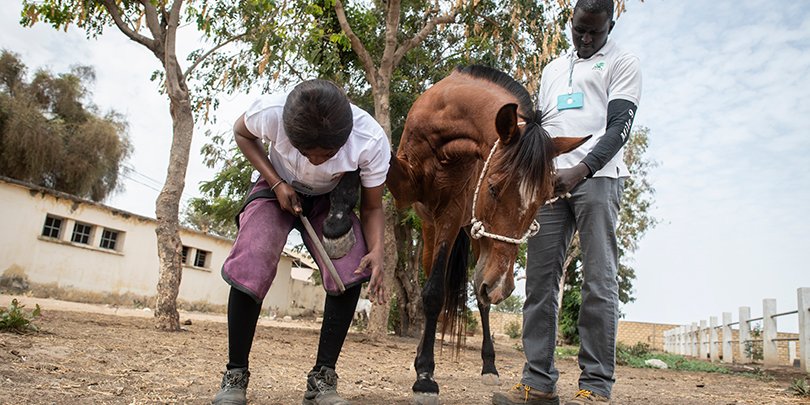 Fatou Toure working with a horse Fatou Toure working with a horse