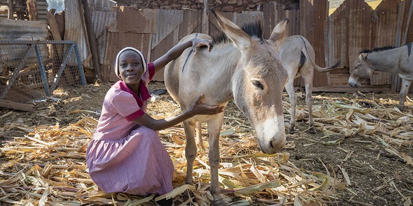 A girl and a donkey A girl and a donkey