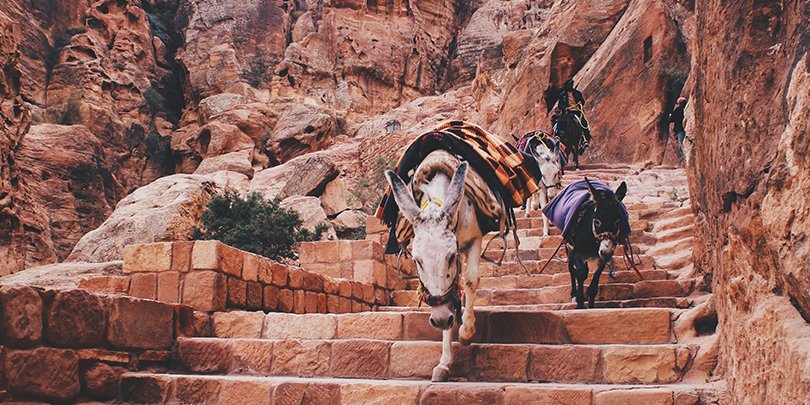 Donkeys in Petra Park, Jordan. Credit: Alex Vasey Donkeys in Petra Park, Jordan