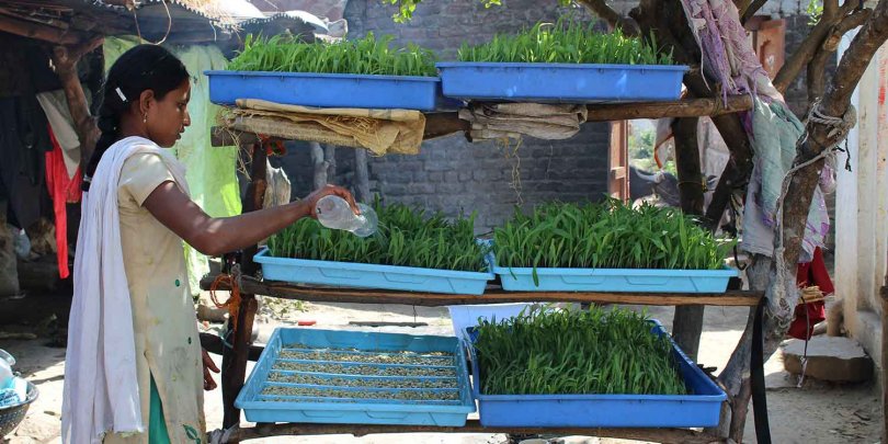 Local woman watering her crops, innovatively stacked using household items. Local woman watering her crops, innovatively stacked using household items.