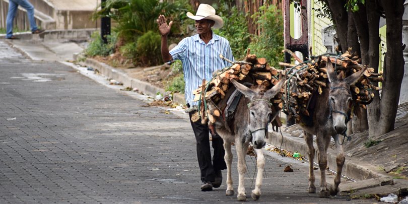 Man and working donkey in Nicaragua Man and working donkey in Nicaragua