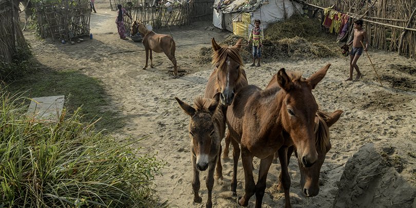 Horses in India Horses in India
