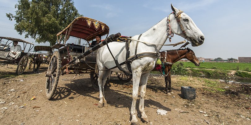 A working horse in Pakistan A working horse in Pakistan