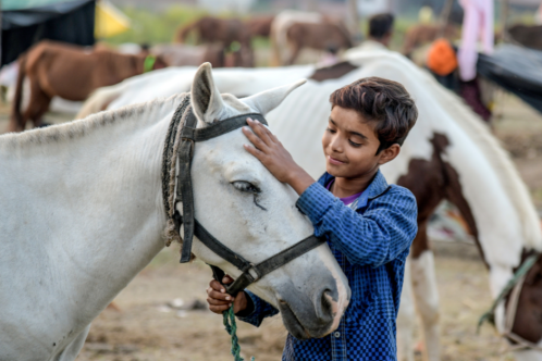 A young boy from India smiling and stroking a white horse’s head